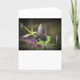 Butterfly, card