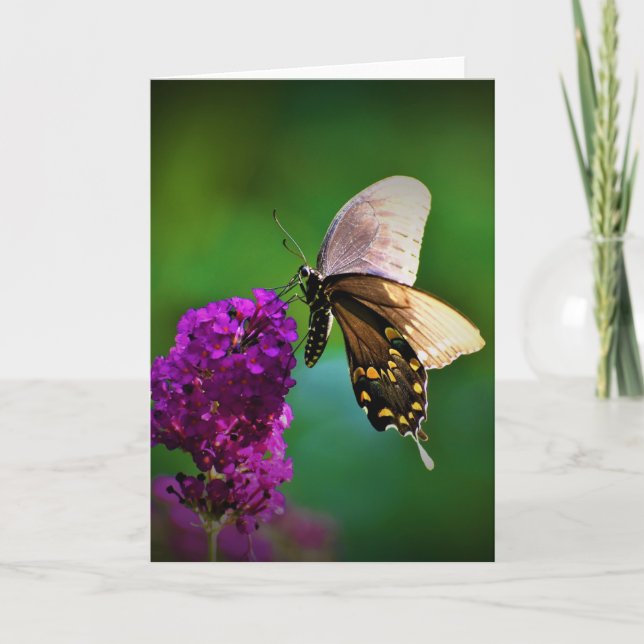 Butterfly, card (Front)