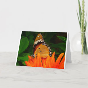 Butterfly Card