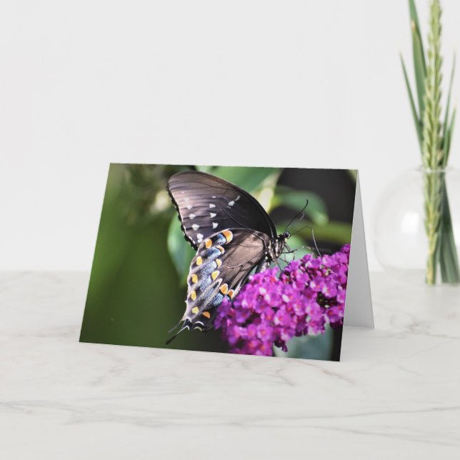 Butterfly, card (Front)