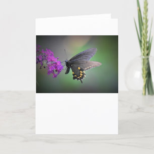 Butterfly, card