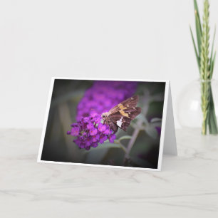 Butterfly, card