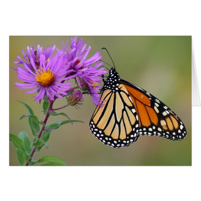 Butterfly Card (Front Horizontal)