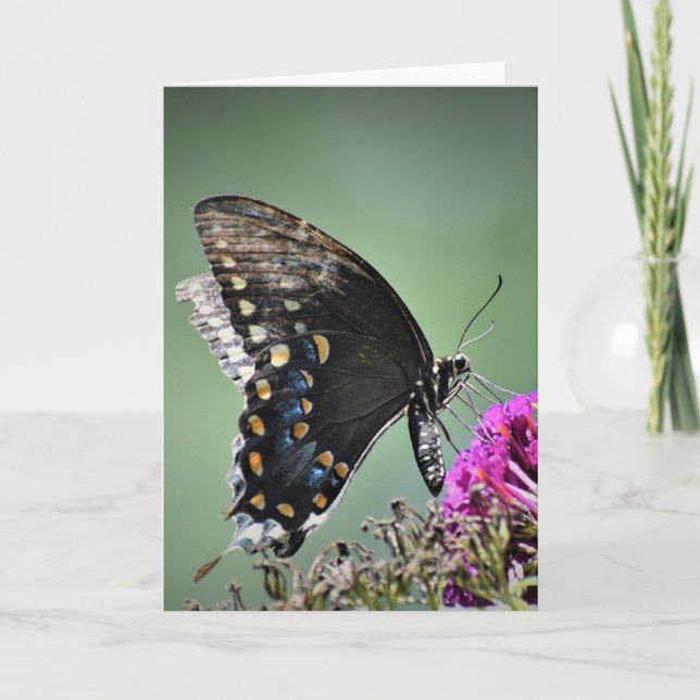 Butterfly, card (Front)