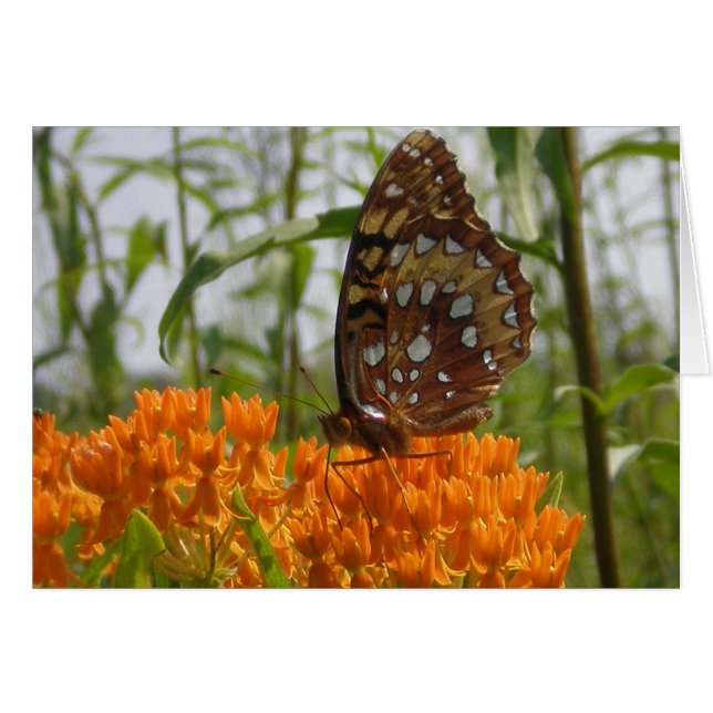 Butterfly Card (Blank on Inside) (Front Horizontal)
