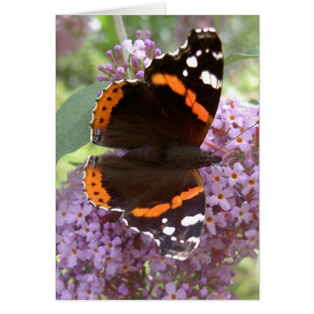 Butterfly Card - Red Admiral (Front)