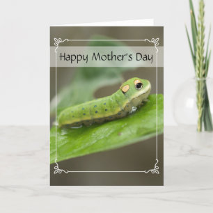 Butterfly Caterpillar Larva Card