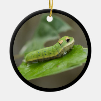 Butterfly Caterpillar Larva Ceramic Tree Decoration