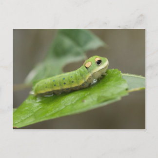 Butterfly Caterpillar Larva Postcard