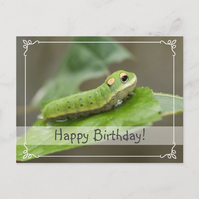 Butterfly Caterpillar Larva Postcard (Front)