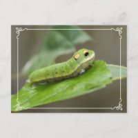 Butterfly Caterpillar Larva
