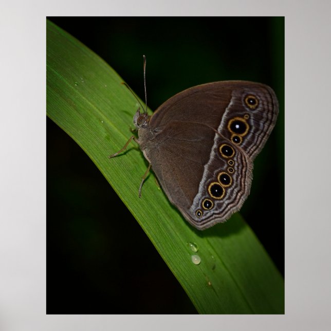 Butterfly Closeup Photo Poster (Front)