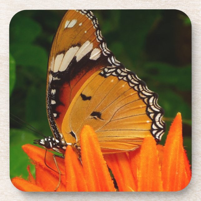 Butterfly Coaster (Front)