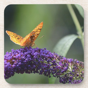 Butterfly Coaster