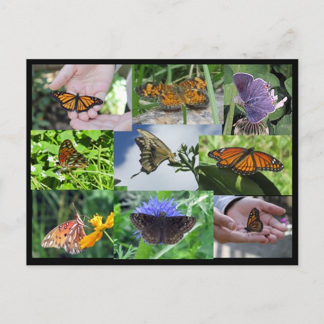 Butterfly Collage Postcard (Front)