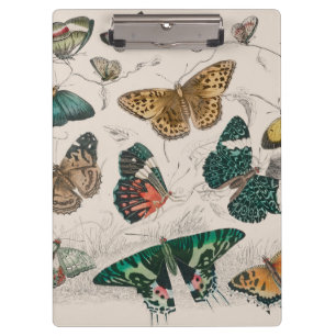 Butterfly Collection Antique Butterflies Clipboard