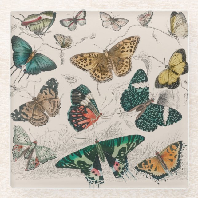 Butterfly Collection Antique Butterflies Glass Coaster (Front)