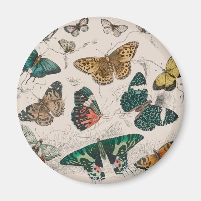 Butterfly Collection Antique Butterflies Magnet (Front)