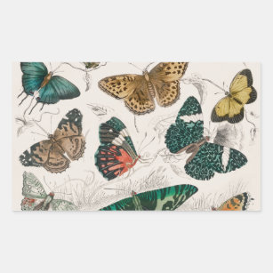 Butterfly Collection Antique Butterflies Rectangular Sticker