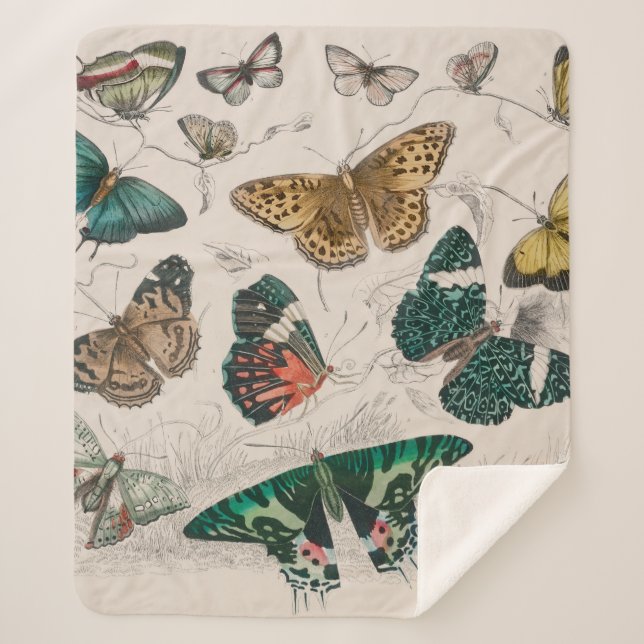 Butterfly Collection Antique Butterflies Sherpa Blanket (Front)