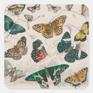 Butterfly Collection Antique Butterflies Square Sticker