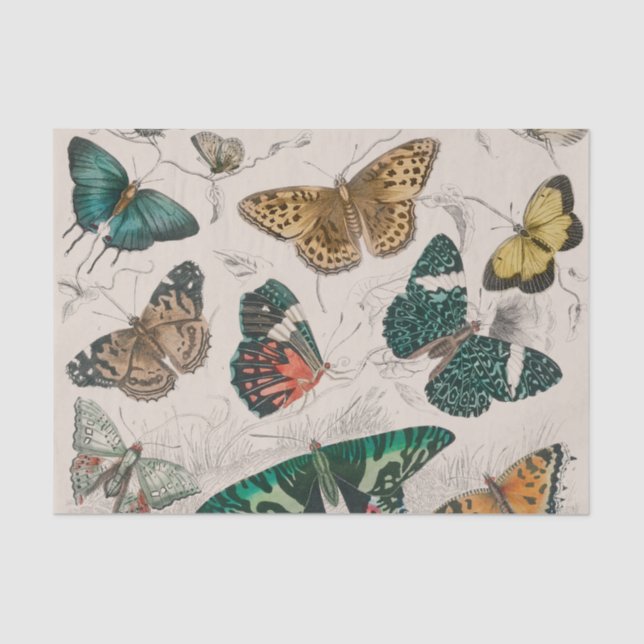 Butterfly Collection Antique Butterflies Tissue Paper (Front)