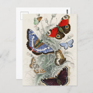 Butterfly Collection Antique Colourful Butterflies Postcard