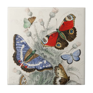 Butterfly Collection Antique Colourful Butterflies Tile