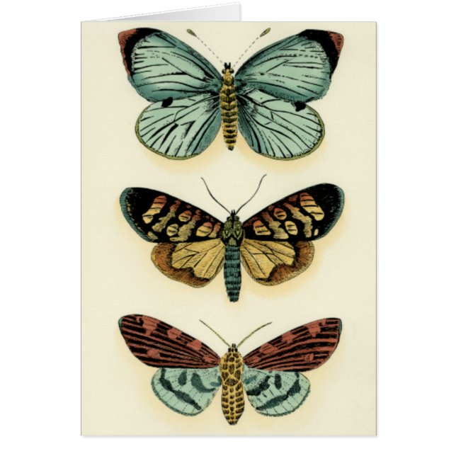 Butterfly Collection by Chariklia Zarris (Front)