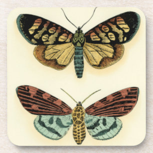 Butterfly Collection by Chariklia Zarris Coaster