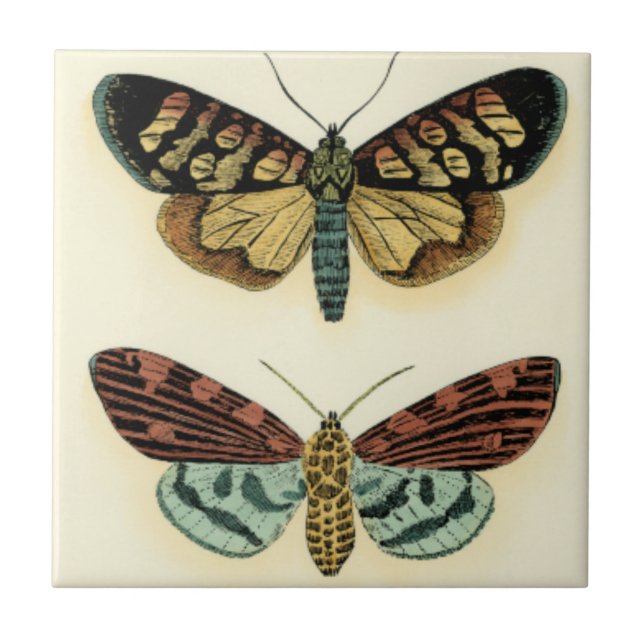 Butterfly Collection by Chariklia Zarris Tile (Front)