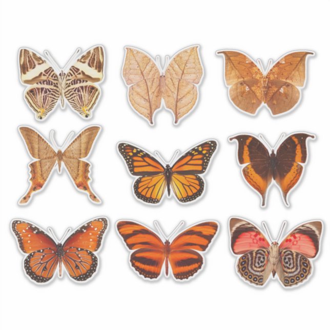 Butterfly Collection Gold Orange 14" Vinyl Sticker (Front)