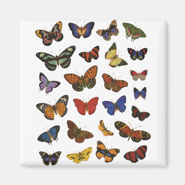 Butterfly Collection Magnet (Front)