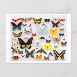 Butterfly Collection Postcard