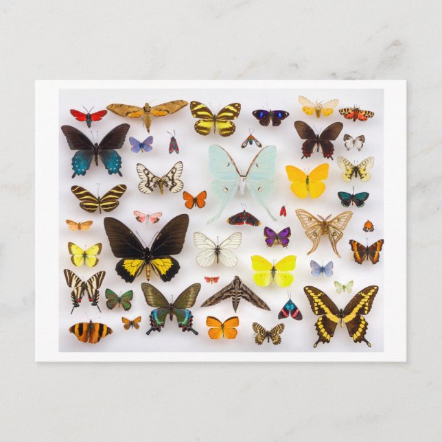 Butterfly Collection Postcard (Front)