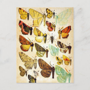 Butterfly Collection Postcard