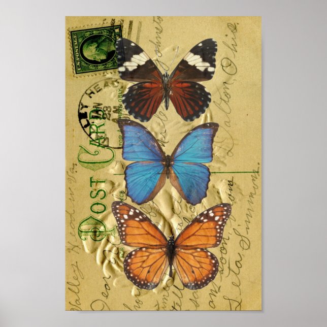Butterfly collection poster (Front)