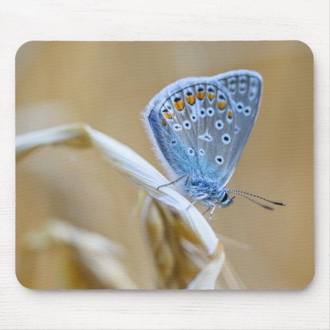 butterfly, common blue, insect mouse mat (Front)