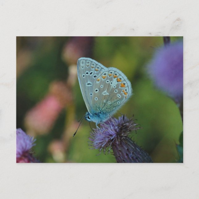 Butterfly Common Blue postcard (Front)