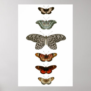 Butterfly Compilation Poster