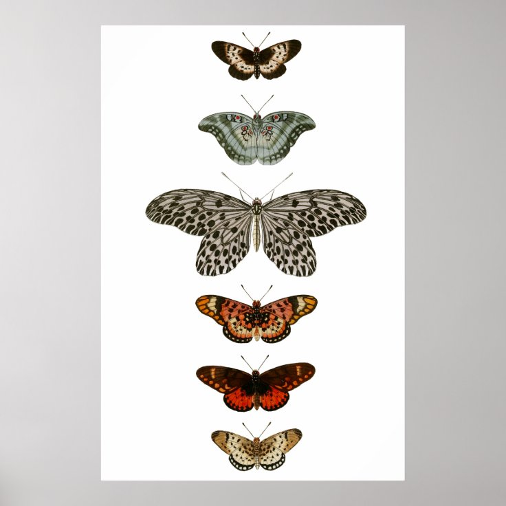 Butterfly Compilation Poster | Zazzle