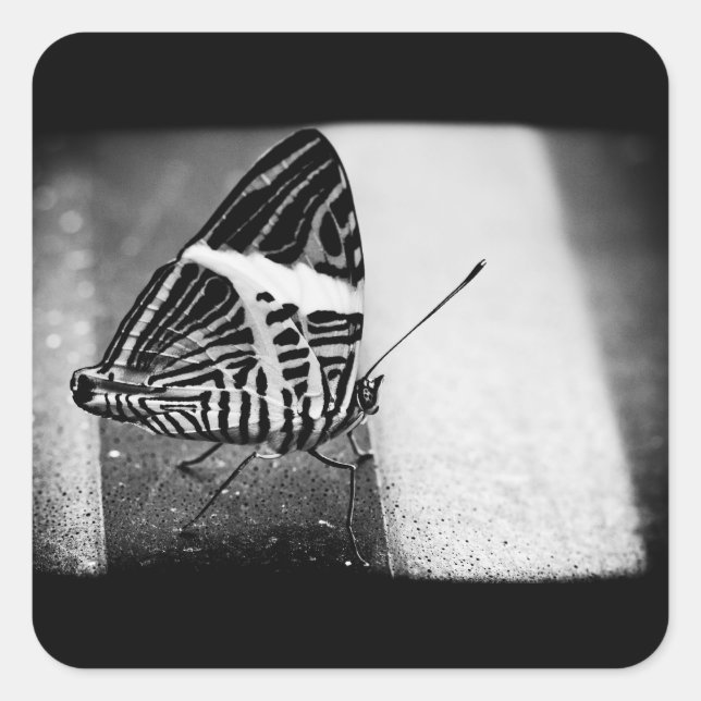 butterfly crossing square sticker (Front)