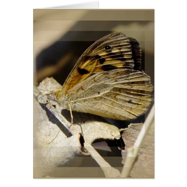 Butterfly dreaming (Front)