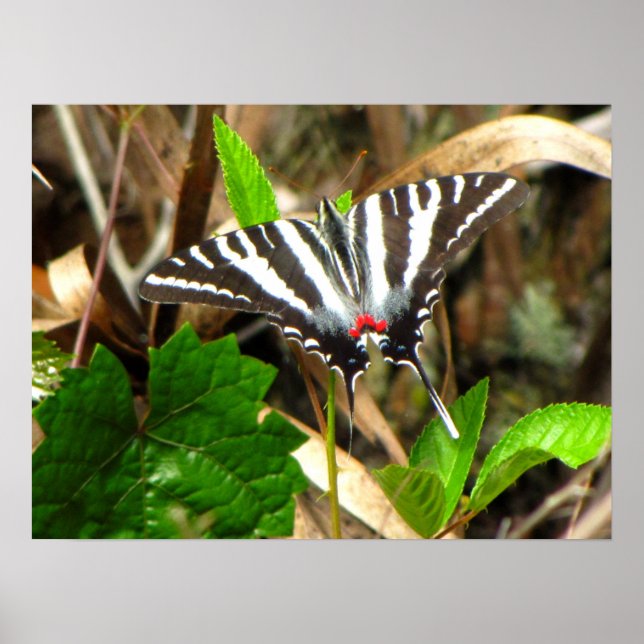 Butterfly Dreams Poster (Front)