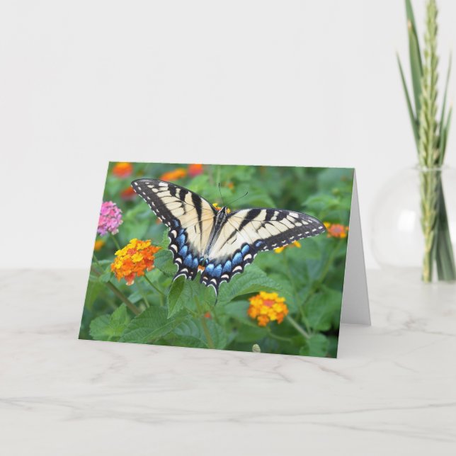 Butterfly - Eastern Tiger Swallowtail Card (Front)