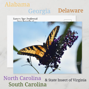 Butterfly Eastern Tiger Swallowtail Photographic Postcard
