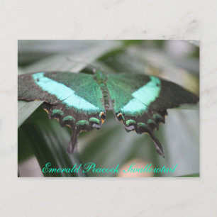 Butterfly Emerald Peacock Swallowtail # 3 Postcard