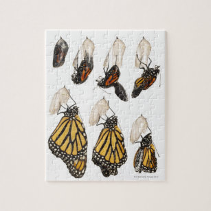 Butterfly emerging from coccoon jigsaw puzzle