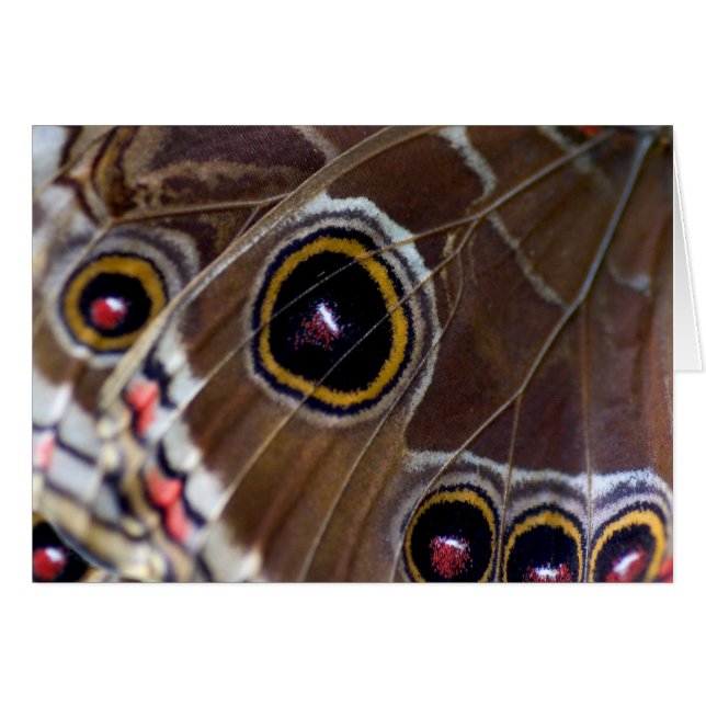 Butterfly Eye (Front Horizontal)