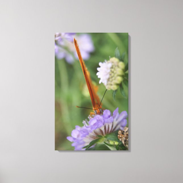 Butterfly Eyes Canvas Print (Front)